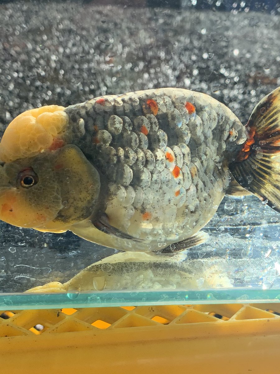 Gold Fish Room 龍金 なおちん産 変わり江戸錦 二才16 前後 本日より販売開始します