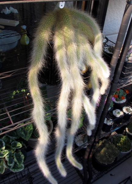 あかね 多肉植物たち ヒルデウィンテラ カラデモノニス 通称猫のしっぽ 何股になったのかな あとモフモフとかパチパチを少し 冷え込むようになったので朝ベランダに出して 夜は室内に取り込んでます 多肉植物 サボテン