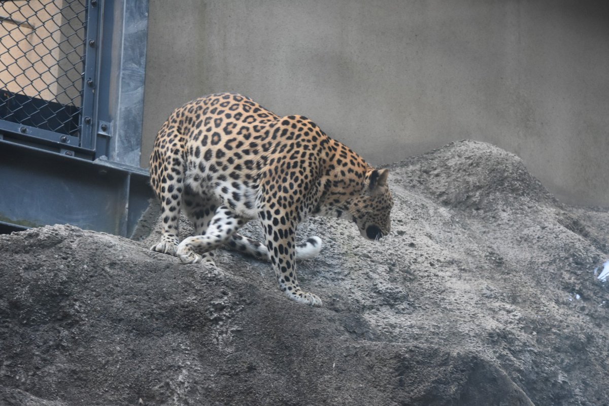 和慧 スラリとして美しいサナちゃん 高い所に登ったり降りたり とても元気でした 12 17撮影 福岡市動物園 ヒョウ