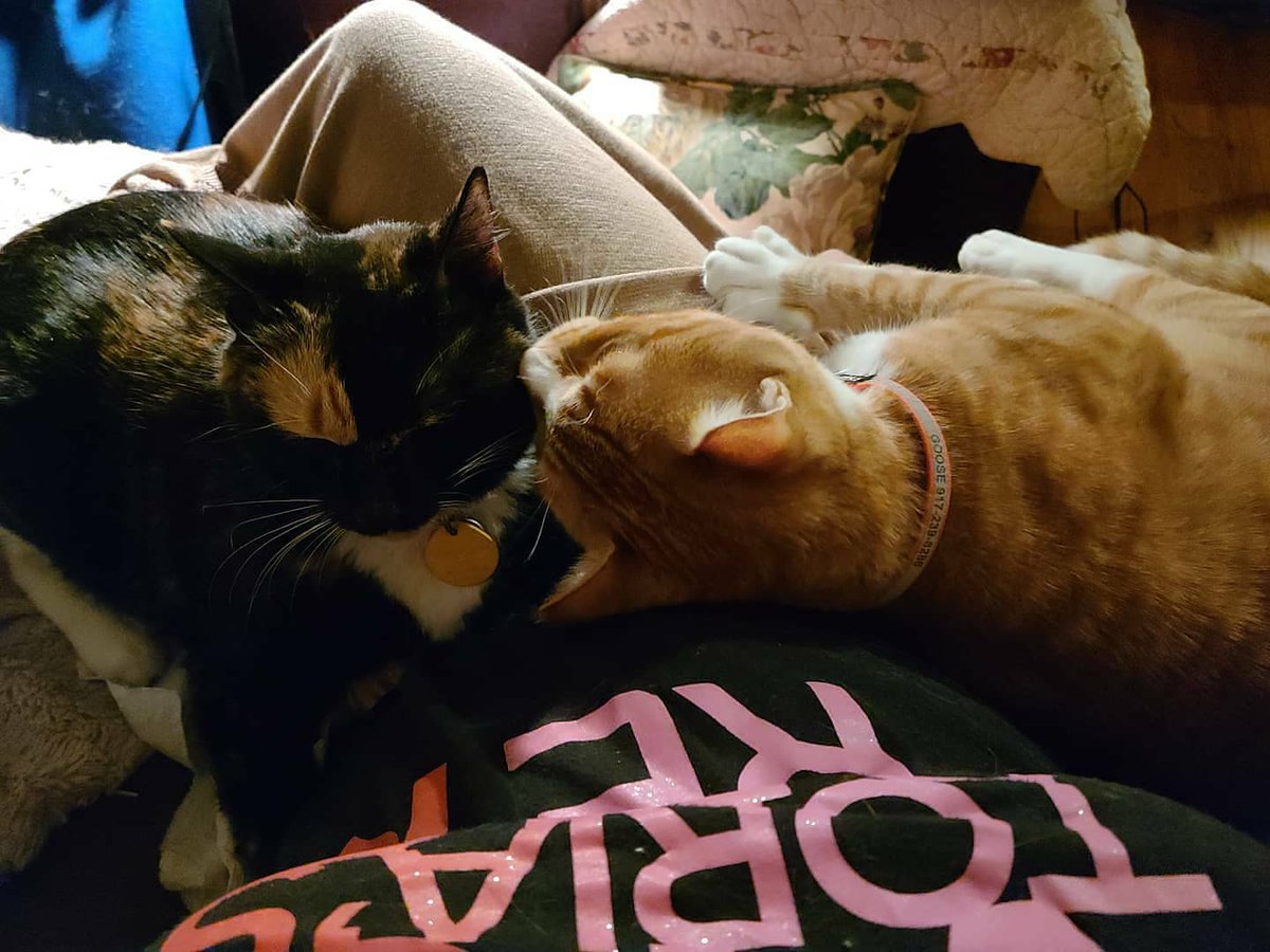 goosecatofficl's tweet photo. I love my fur sis @realhousecatnyc Fanny. #realhousecatsofny #realhousecatsoftwitter #gingercat #formerstreetcat #viplife #rescuecat #rescuecatsoftwitter https://t.co/bYjWAlVsZh