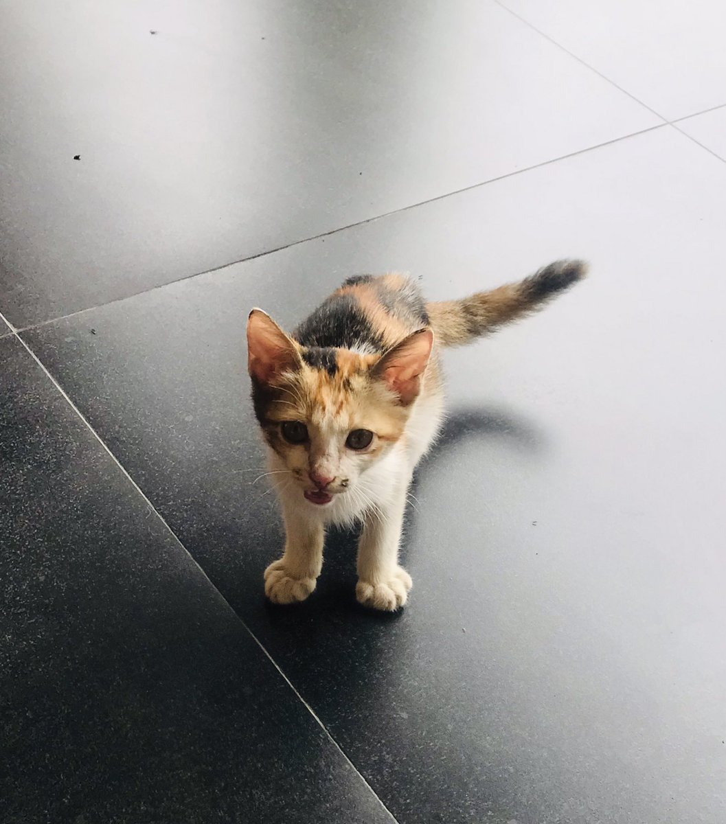 perigigi tweet media