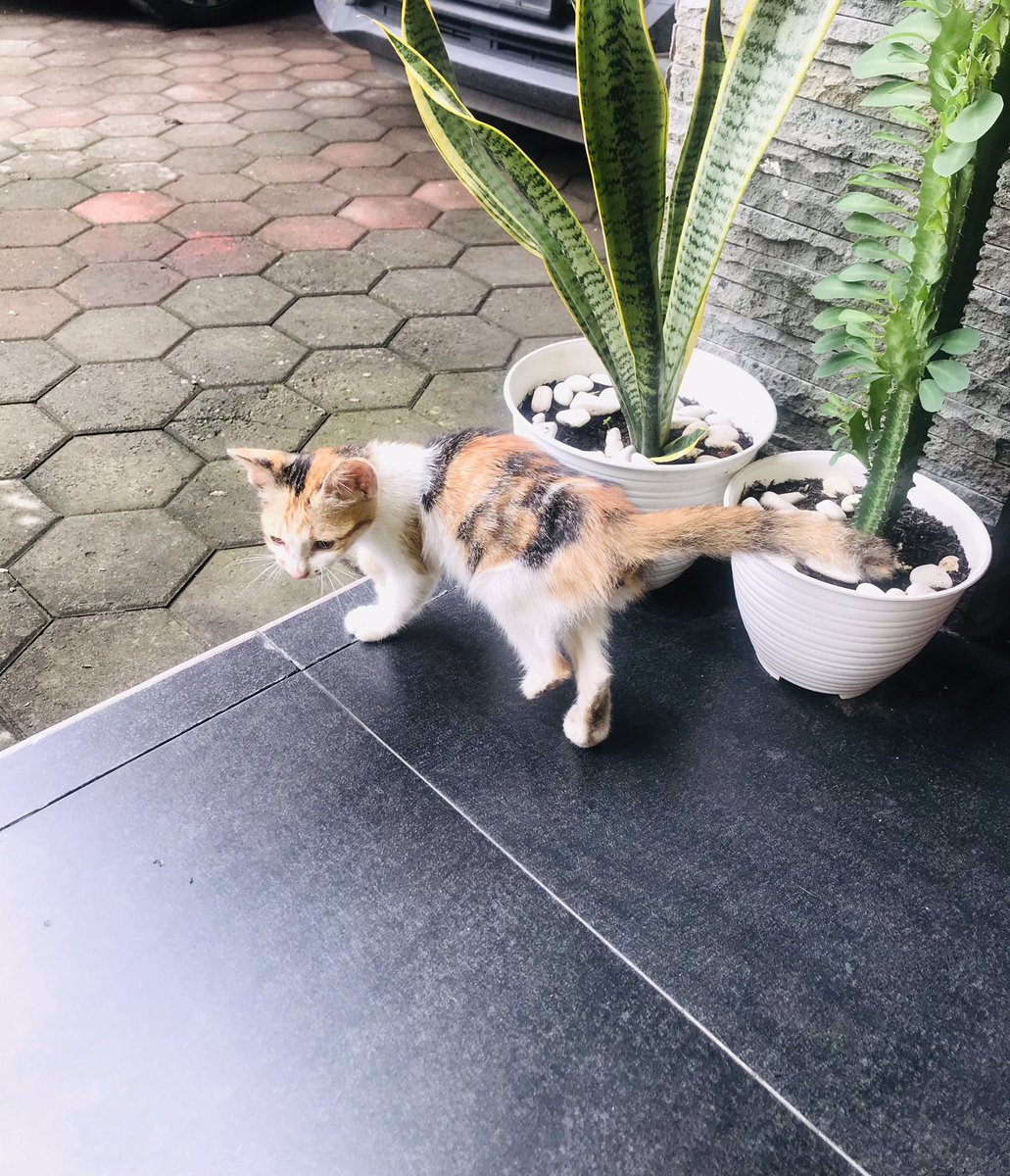 perigigi tweet media