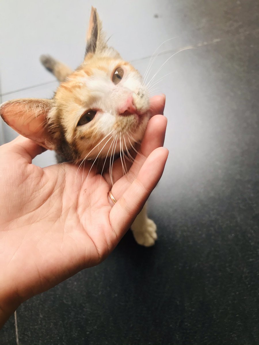 perigigi tweet media