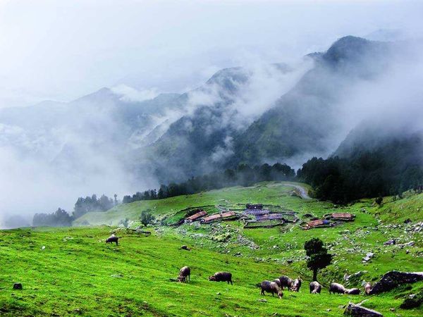 iato_india's tweet photo. #Chopta is small but significant region in #Uttarakhand. The place is covered with alpine and grassy meadows and forests and is suurounded by many mighty mountain peaks that create a breathtaking backdrop. Chopta is also a base for #trekking to #Tungnath, one of the Panch Kedar. https://t.co/KGhxnF500B