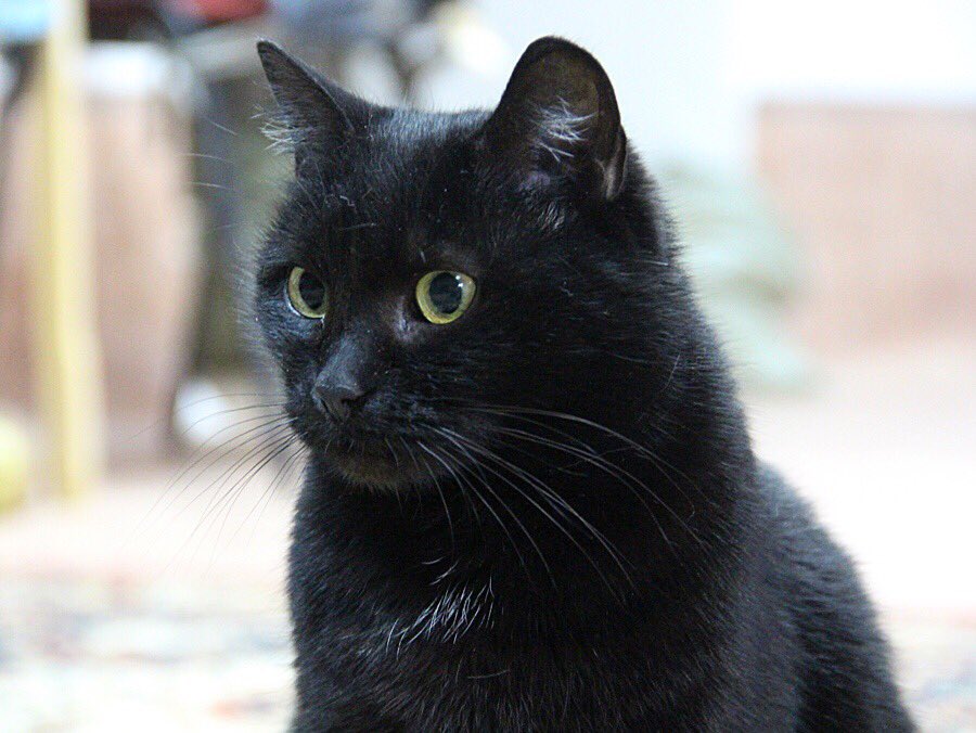 KoshacheZarstvo's tweet photo. ПРИЮТ «КОШАЧЬЕ ЦАРСТВО» ЗАПУСКАЕТ НОВОГОДНИЙ МАРАФОН «ПОДАРИ КОТЕЙКЕ ДОМ»🎄🎅🏻🎄🎅🏻🎄🎅🏻
ВАША ЗАДАЧА🙏🏻🙏🏻🙏🏻🙏🏻
Делать репосты
Ставить лайки ♥️
Писать комментарии

ПОМОЖЕТЕ???

Сегодня шикарная Кристи!!!!
Молодая идеальная кошечка для дома!
Звоните 89030490038 https://t.co/78TCfjqZAk