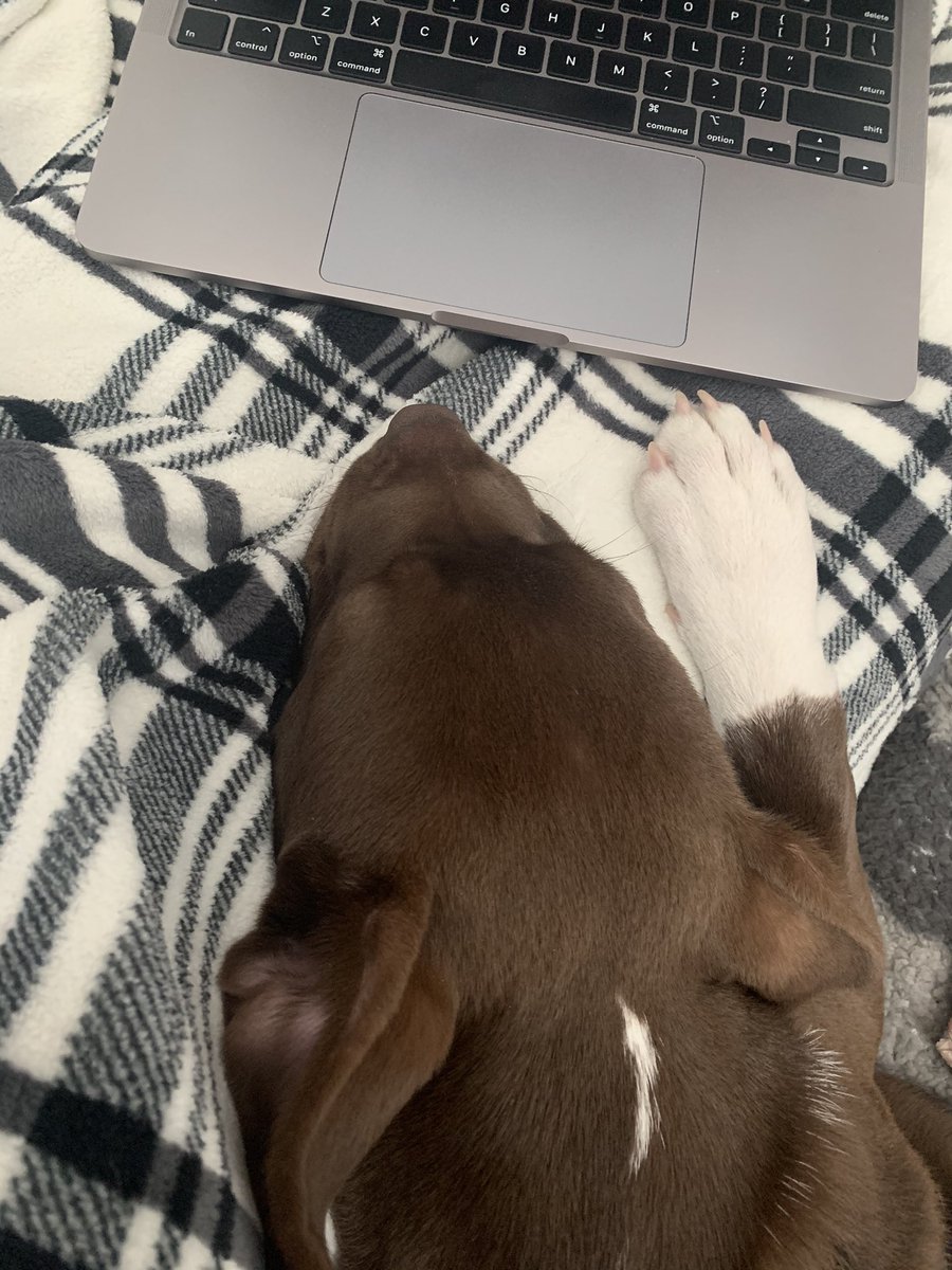 KellyHigby's tweet photo. I have the best #WFH coworker 🐶 Cooper loves squeaky toys, snow days, and snuggles 🥰 https://t.co/UFUyKcGVAS
