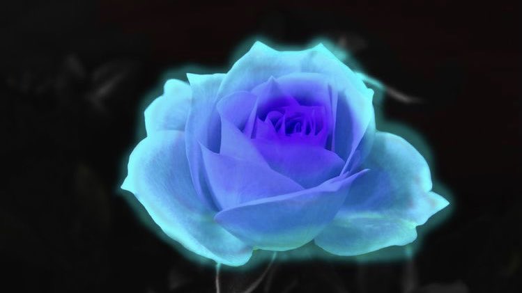 青い薔薇の花言葉