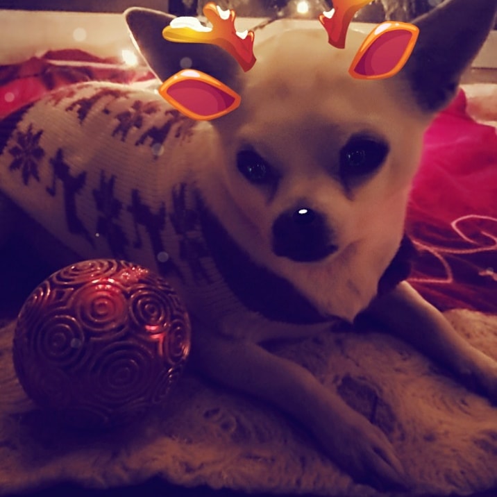 The Healthy Hippo (@healthyhippo2_0) on Twitter photo 