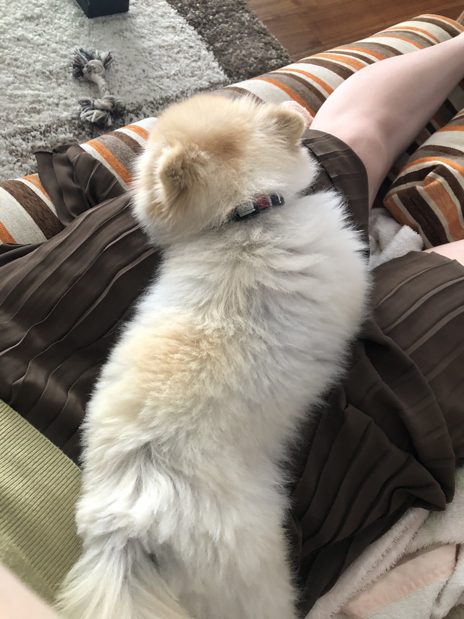 まめ太の飼い主 前までは足元にいることが多かったけど最近は足の上で独特な寝方をするようになりました うなぎみたい ポメラニアン もふもふモフモフ 犬のいる暮らし T Co 1zmrggqpd1 Twitter