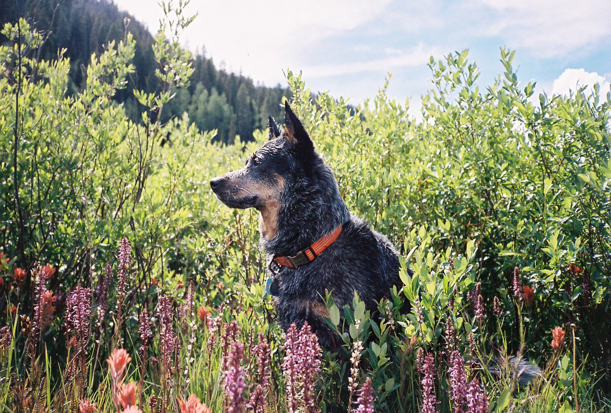 daddyscab's tweet image. Crested Butte, Colorado on the Fourth of July
