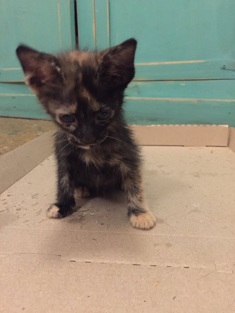 NaciEnVerano's tweet photo. Me traje este espantogatito que encontré en la calle. https://t.co/SBgQamvUIp