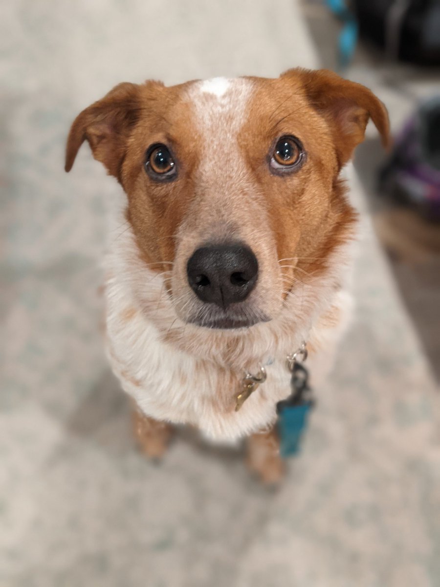 benadida's tweet image. I'm renaming him "the algorithm", that way when it's a giant mess at home, i can just blame it on the algorithm.