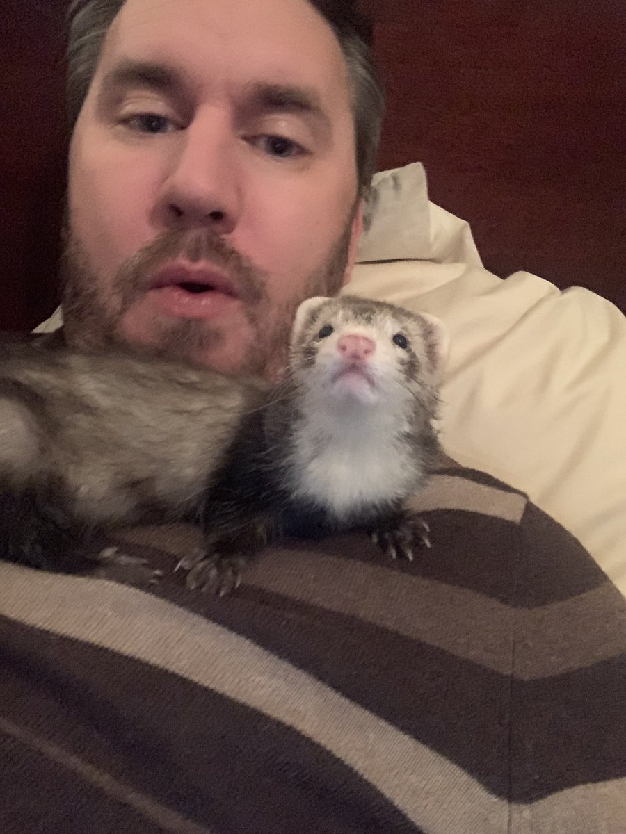 I own a ferret again! It’s been 15 years since my last one. They are the best pets ever, she’s already my new best friend!