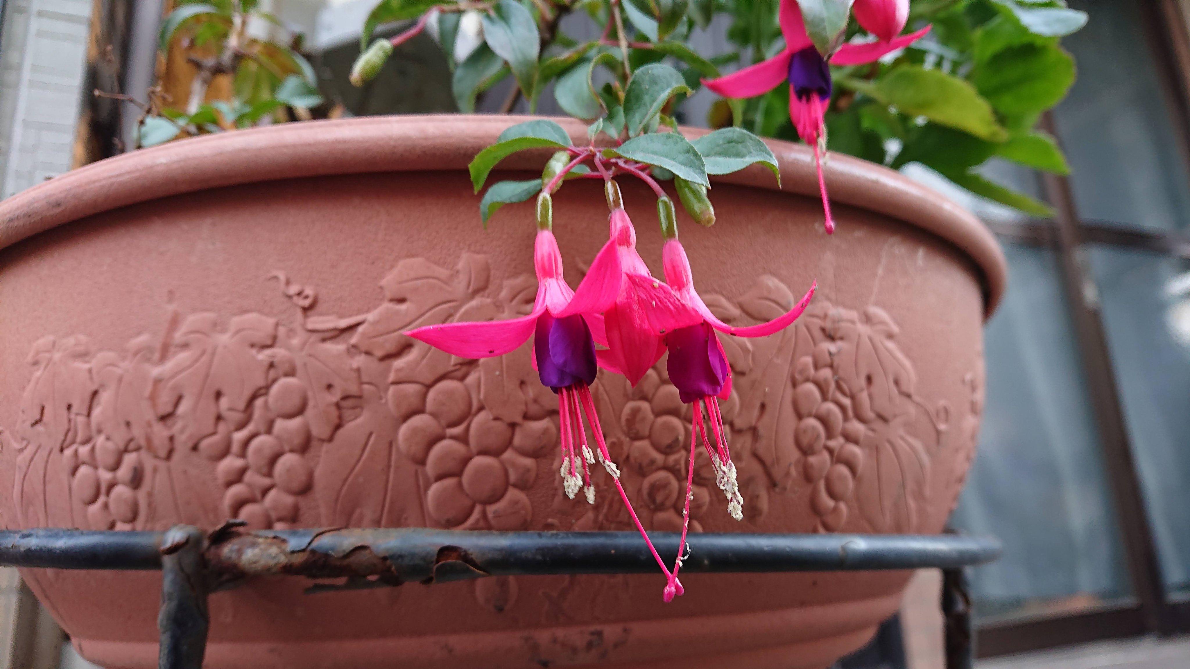 春なす 赤の フクシア ホクシア ホクシャ 花写真 T Co Ollkgb91hs Twitter