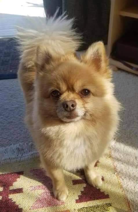 MissingPetsGB's tweet image. 🐕 STOLEN BENNY

Were you at Tesco in Tring #HP23 Thurs 17 Dec 15:40 -16:20?

Did you see anyone acting suspiciously around a White Hyundai Santa Fe parked in one of the disabled bays?

BENNY HAS BREATHING DIFFICULTIES &amp;amp; MAKES A VERY DISTINCTIVE GRUNT
doglost.co.uk/dog-blog.php?d…