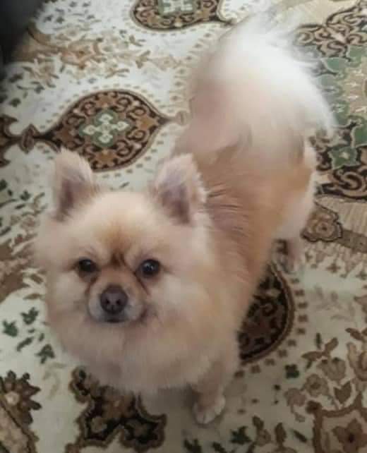 MissingPetsGB's tweet image. 🐕 STOLEN BENNY

Were you at Tesco in Tring #HP23 Thurs 17 Dec 15:40 -16:20?

Did you see anyone acting suspiciously around a White Hyundai Santa Fe parked in one of the disabled bays?

BENNY HAS BREATHING DIFFICULTIES &amp;amp; MAKES A VERY DISTINCTIVE GRUNT
doglost.co.uk/dog-blog.php?d…