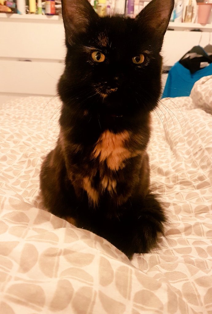 jobellerina's tweet photo. Honestly, mum, it wasn't me who woke you up at 5am by sitting on your face. Honest. 

#HeyCookie #naughtytortie #Caturday #CatsOfTwitter #kittens #kittensoftwitter #cats #catbastard https://t.co/EFVcE9PrSV