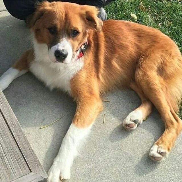 I know these aren't Christmas cookies, but can you imagine Christmas Chris thread without Dodger?