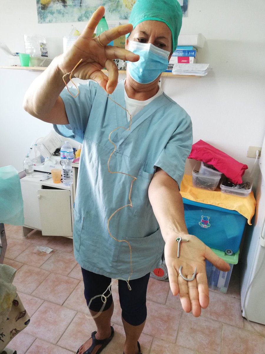 Molte delle nostre tartarughe, come la Carletta qui, necessitano di interventi chirurgici molto complessi eseguiti grazie a veterinari di grande talento che si recano nell'isola appositamente🥰🥰🥰