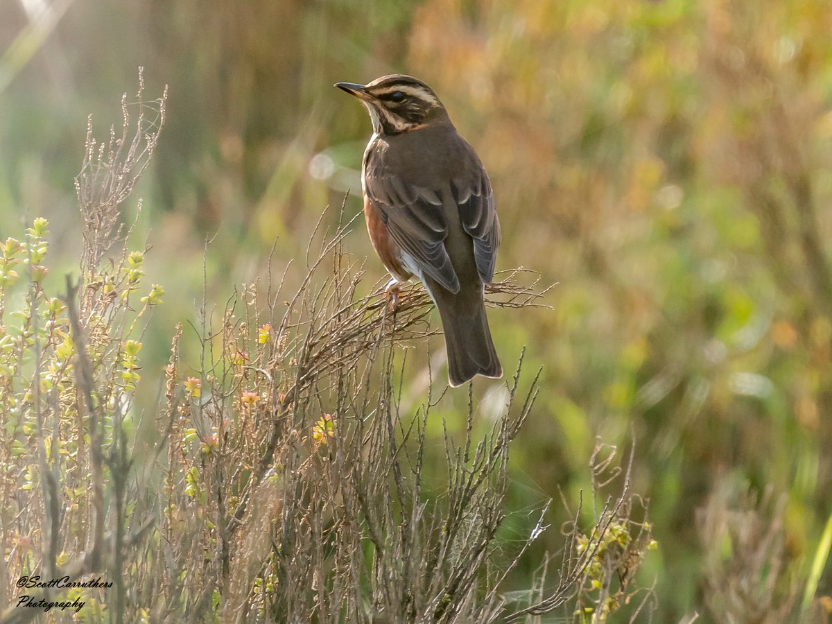 ScottsPhotoArt's tweet photo. From my last trip to @RSPBTitchwell in October cant wait to go back in the new year #birdwatching #beardedit #birds #rspb #Norfolk #norfolkwildlife #nature #wildlifephotography #wildlife #BBCWildlifePOTD #birding #NaturePhotography https://t.co/N64h3AVv4o