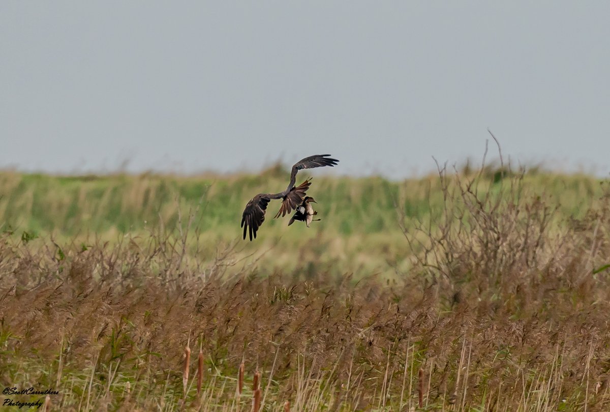 ScottsPhotoArt's tweet photo. From my last trip to @RSPBTitchwell in October cant wait to go back in the new year #birdwatching #beardedit #birds #rspb #Norfolk #norfolkwildlife #nature #wildlifephotography #wildlife #BBCWildlifePOTD #birding #NaturePhotography https://t.co/N64h3AVv4o