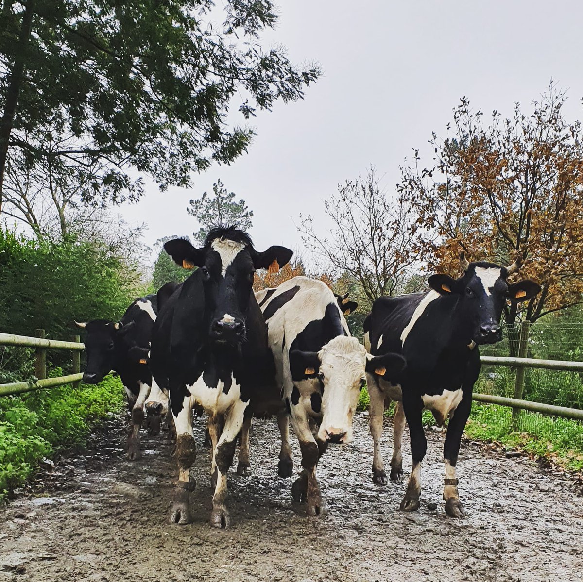 xanceda's tweet photo. Aquí tes ás nosas vacas que van ós prados por camiños (cheos de lama neste tempo☔) e sen perder nin chisco de elegancia 😎💅🐄 #cowwalk #desfiledevacas #360DIASDEPASTOREO https://t.co/Enh5xBSDJg