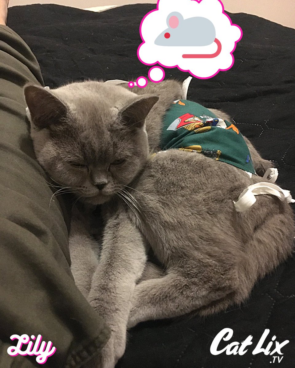 Catlixtv's tweet photo. .
.
.
.
#catworld #catpic #catmemes #catart #catcafe #catdog
#catloversworld #cats_of_the_world #cats_of_ig #catstoday #catsclub #catsforlife
#catchallenge #catpranks #catvideosofinstagram #catfunny
#kittenlife #catlix #catlixgames https://t.co/Dg9NgyKPR7