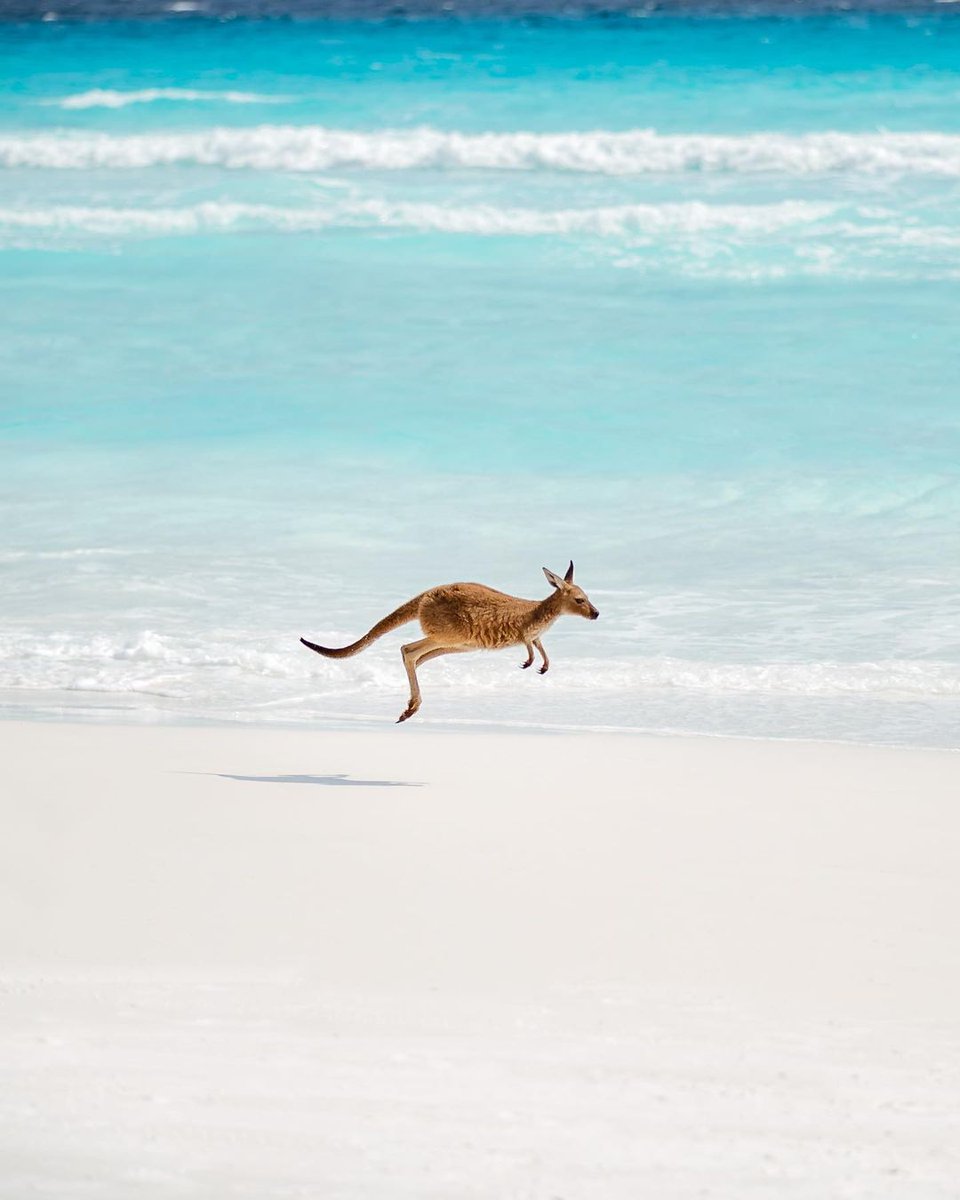 Guess it's pretty clear which country this beach is in, huh?! 🦘 😜 

IG/ospreycreative snapped this incredible shot of a #kangaroo stretching his legs at #LuckyBay in #Esperence, @WestAustralia. 

#seeaustralia #thisiswa #wanderoutyonder #goldenoutback #holidayherethisyear