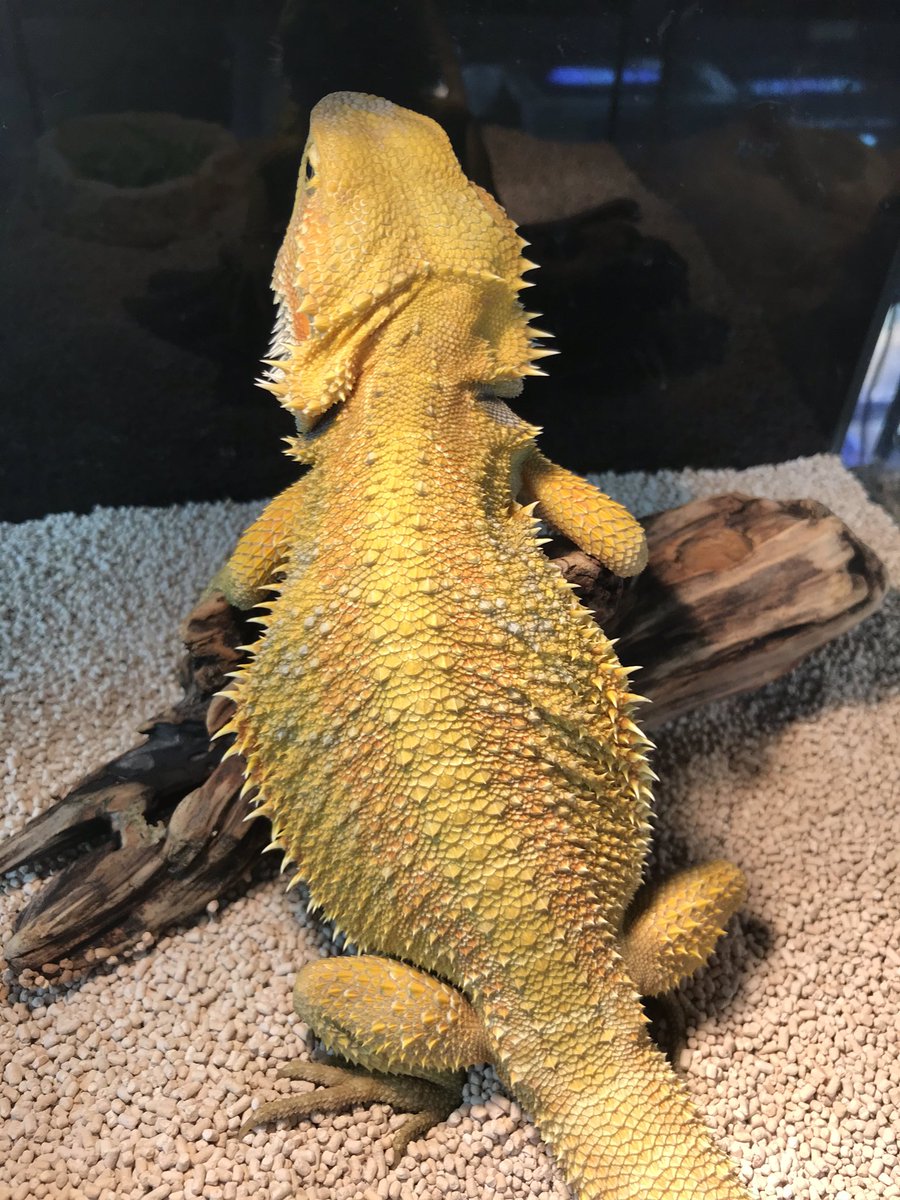 Gecko ホーマック苫小牧弥生店 ザ 親父の背中 って感じ まだ青年 一皮向けましたー ケージの中と外では色味が違うけど キレイなの伝わります 営業時間 10時 19時 苫小牧市 爬虫類 ゲッコー フトアゴヒゲトカゲ 親父の背中 T Gecko ホーマック苫小牧弥生店 ザ 親父の背中 って感じ まだ青年 一皮向けましたー ケージの中と外では色味が違うけど キレイなの伝わります 営業時間 10時 19時 苫小牧市 爬虫類 ゲッコー フトアゴヒゲトカゲ 親父の背中 T