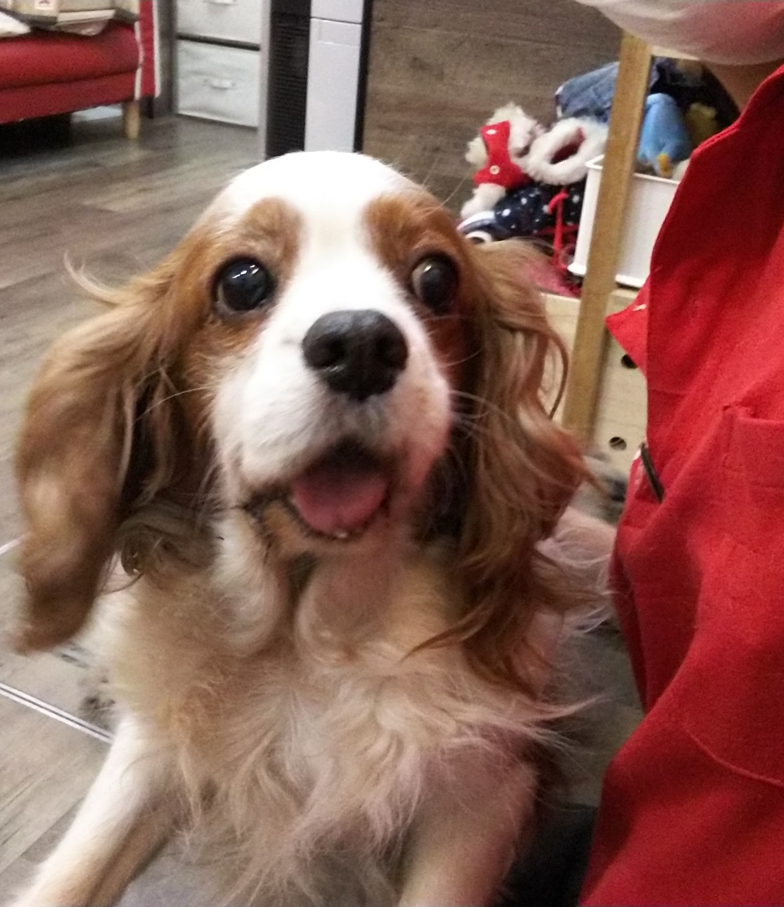 保護犬カフェ 鶴橋店 里親募集中 金太郎 キャバリア 男の子 8歳 穏やかで優しい金太郎くん 大きな体いっぱいで甘えてきてくれます 06 4309 8715 保護犬カフェ鶴橋店 里親募集中 殺処分ゼロ 鶴橋 大阪