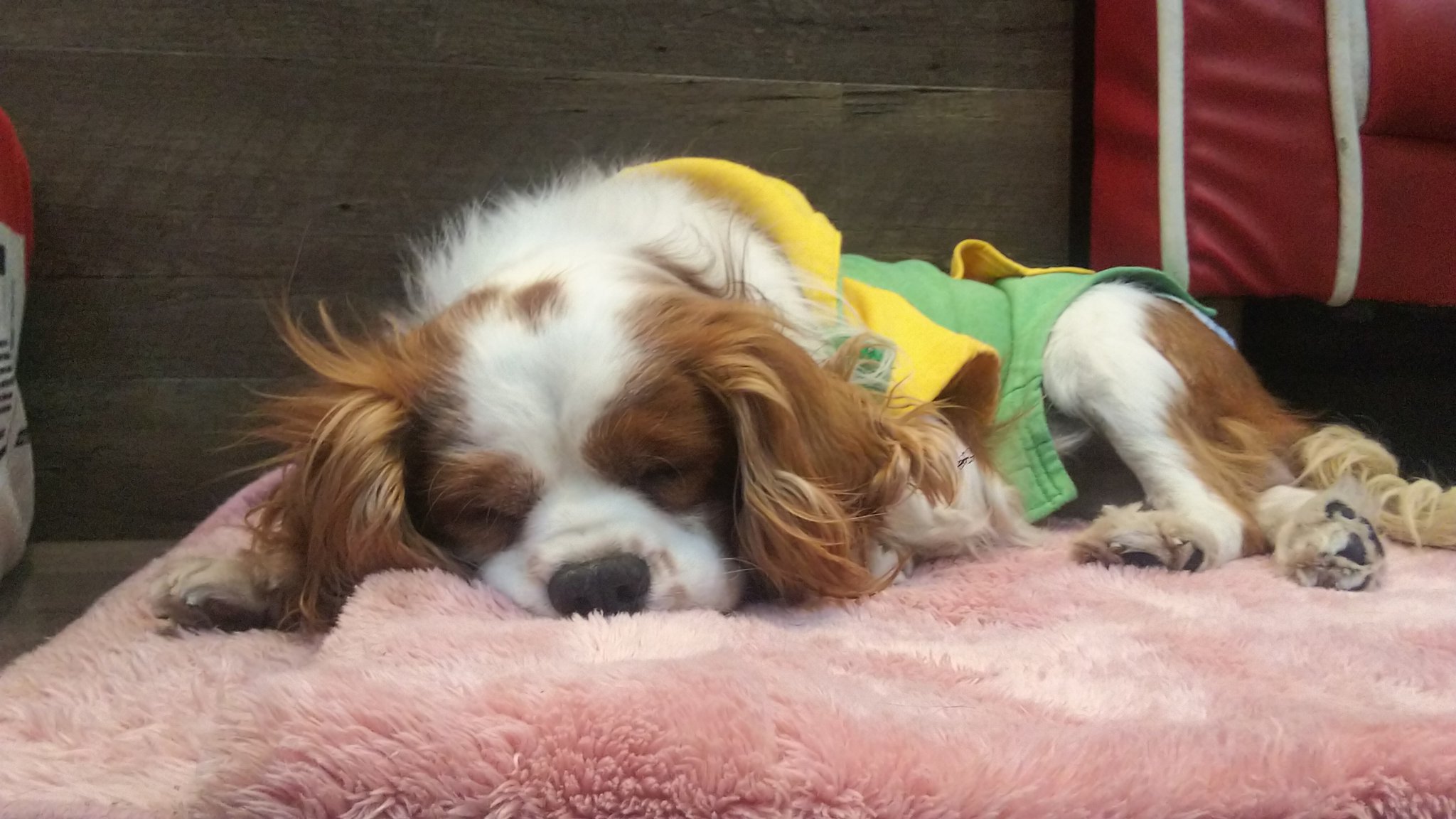 保護犬カフェ 鶴橋店 里親募集中 金太郎 キャバリア 男の子 8歳 穏やかで優しい金太郎くん 大きな体いっぱいで甘えてきてくれます 06 4309 8715 保護犬カフェ鶴橋店 里親募集中 殺処分ゼロ 鶴橋 大阪 保護犬 里親 キャバリア キャバリア