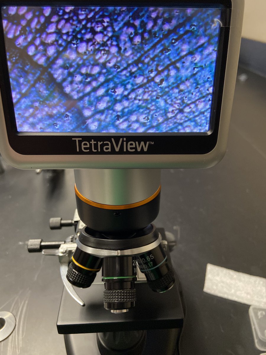 MeredithScience's tweet photo. We got our digital microscopes and took one for a test drive today in #7thgradescience. Our next unit is #cells. They’re much advanced than traditional microscopes, so I need to take a moment and learn how to fully operate them. We got see xylem in a pine tree slide. 😱😱 https://t.co/59mWdCi1KU