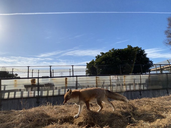 東武動物公園 公式 リュウくんさん の最近のツイート 14 Whotwi グラフィカルtwitter分析