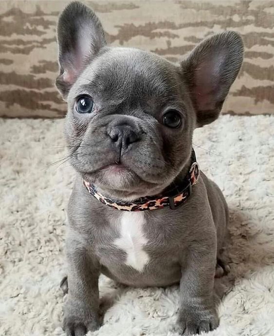 CeoLowkey's tweet photo. @iamcardib Go frenchie https://t.co/nb43SjMlWb