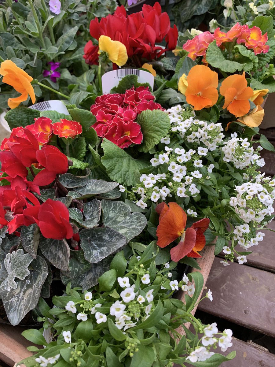 鎌倉梶原のお花屋さん Auf Twitter パンジー ジュリアン ロココ姫 ミニシクラメン 白妙菊 アリッサム 葉牡丹 やっぱりお花は組み合わせると可愛さが増しますね 花 ガーデニング 庭づくり 寄せ植え 鎌倉 イマニワ マイガーデン 寄植え ミニシクラメン