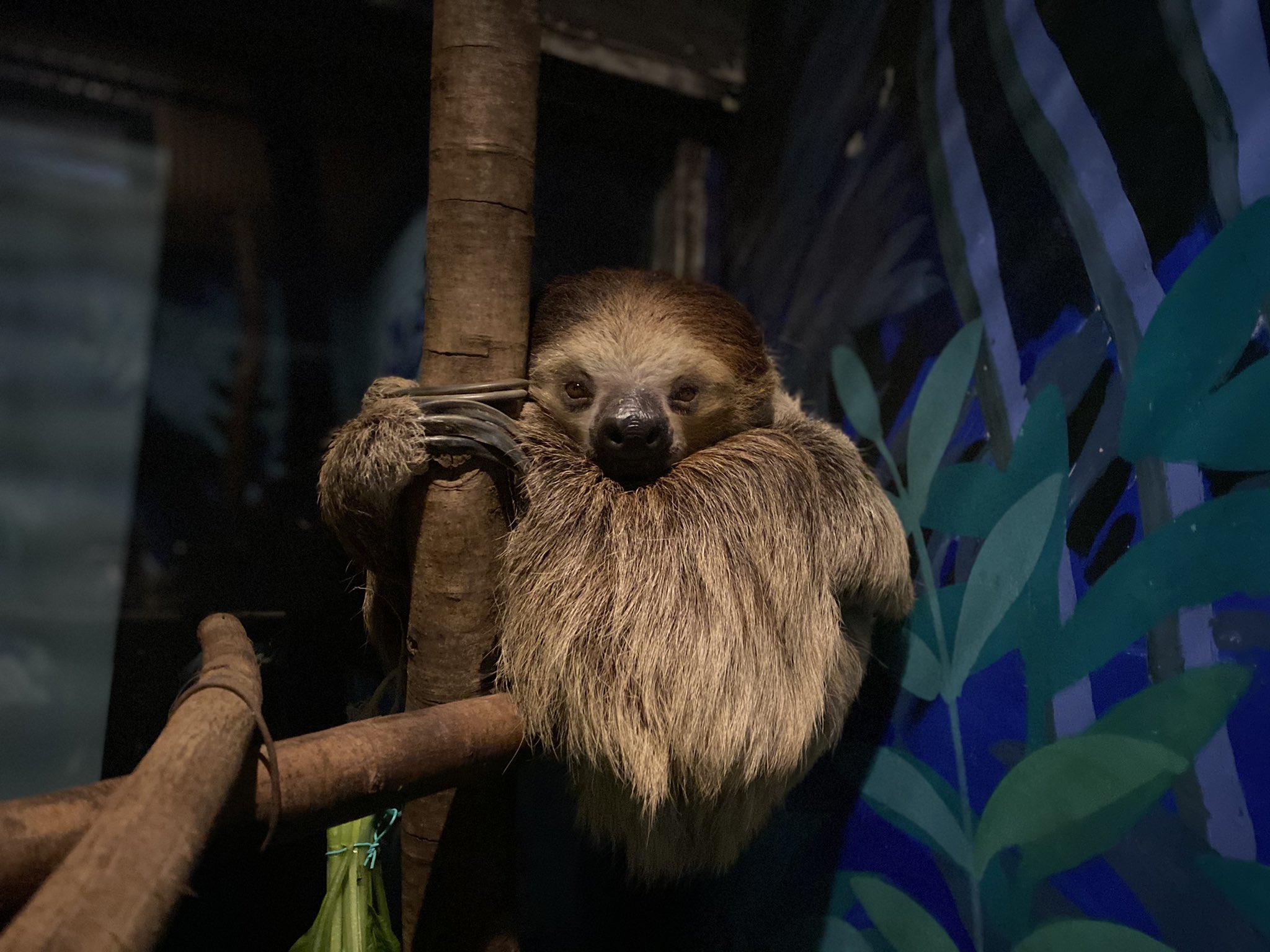 O Xrhsths 千葉市動物公園 公式 Sto Twitter 科学館1fのフタユビナマケモノ休憩中 背中を木にのせて 右前足と左後脚で木につかまり 左後脚の上に顔をのせてます 彼らはとっても体がやわらかいんです 飼育1 千葉市動物公園 科学館1f フタユビナマケモノ