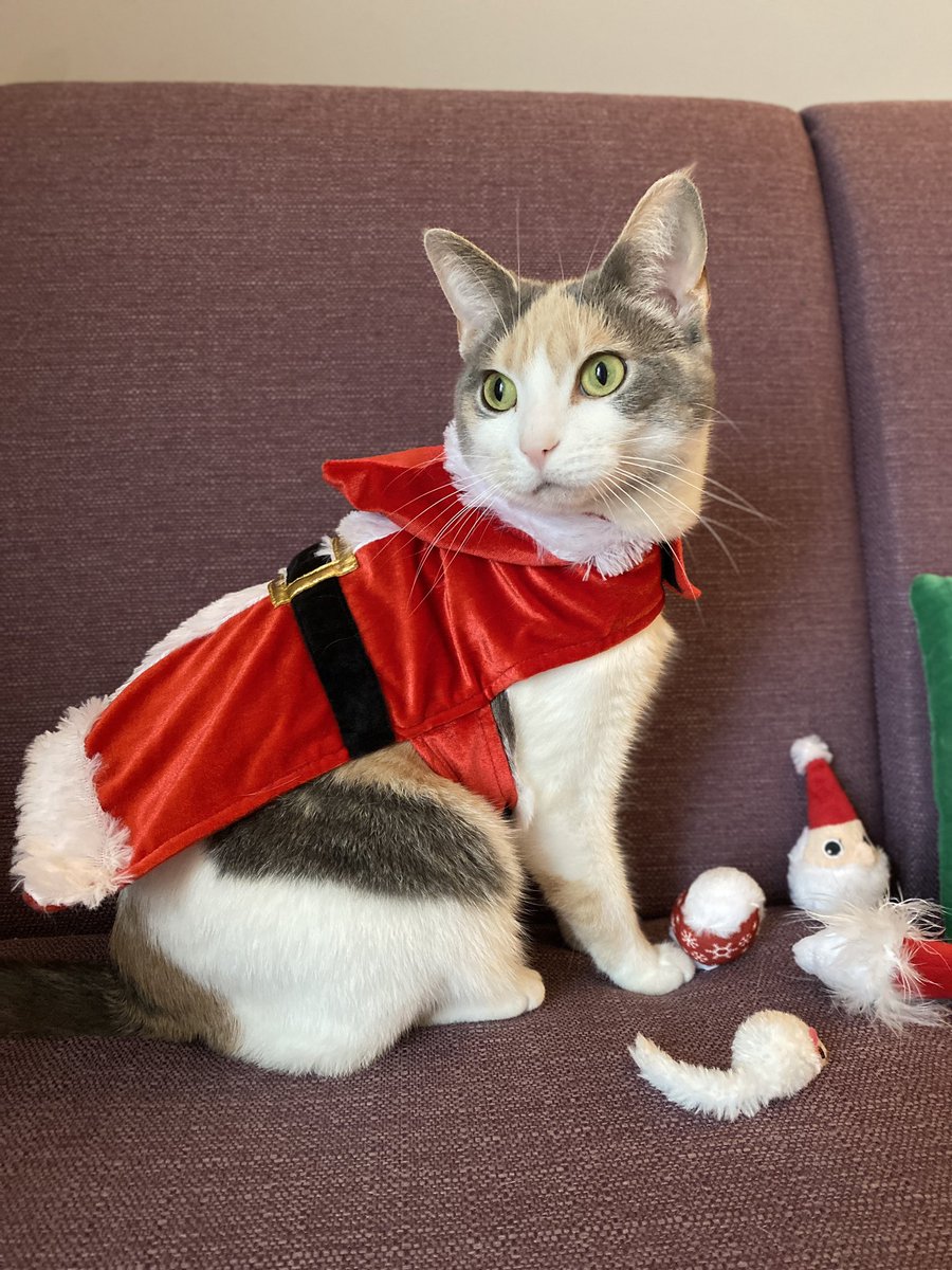 emstudd's tweet photo. These two are ready for a Meowy Christmas! 🎄 

@PetSmart #seasonofspoiling #Sweepstakes https://t.co/kqCSd12aNQ