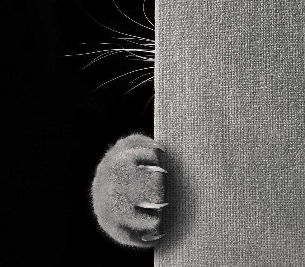 peterprosales's tweet photo. It’s a cold Morning. The Cats are still in bed. 🐾🐾💤 #gratitude #attitude #makevisible meeting clients in Athlone this morning https://t.co/9aOZMUgbiX