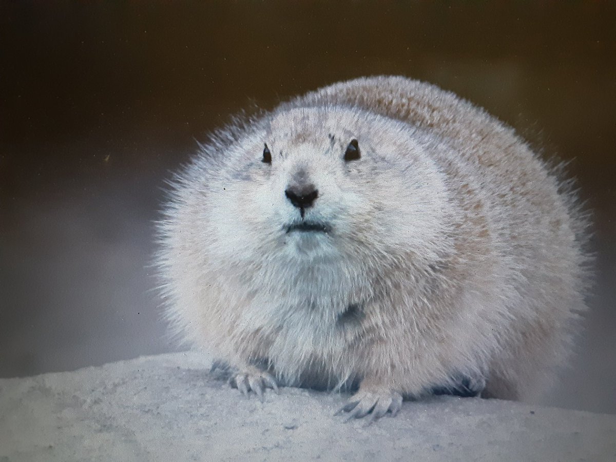 神春 やっぱ オウギバトはリトラだわ 神春 やっぱ オウギバトはリトラだわ