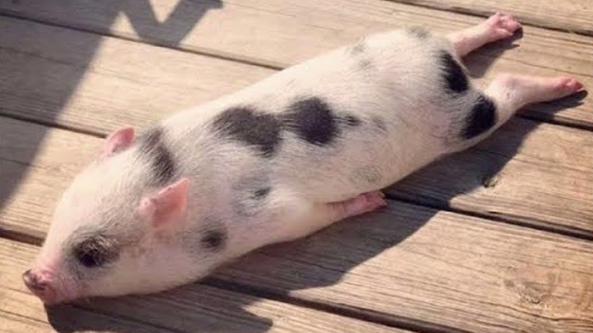 Pig tweet media