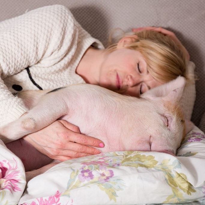 Pig tweet media