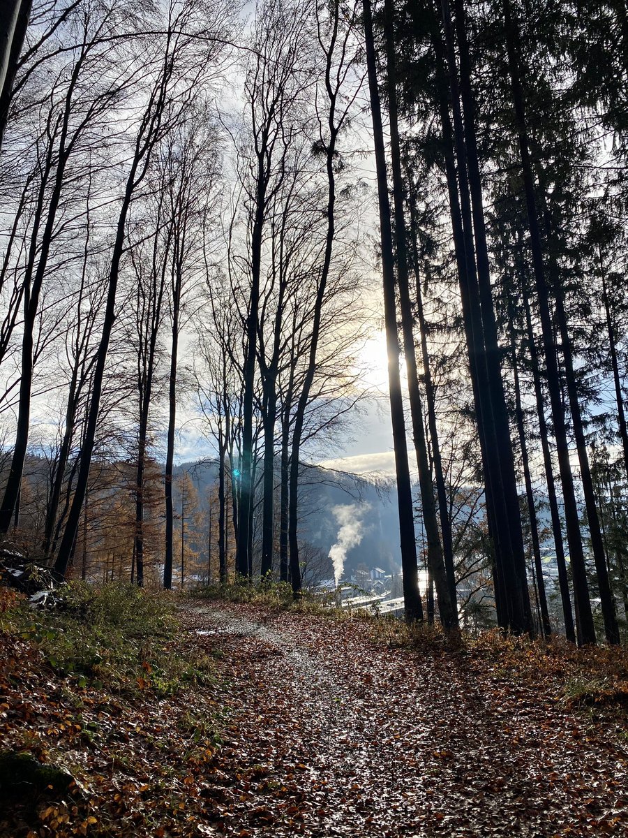 2098Clara's tweet photo. Passeig pel bosc 🤍 https://t.co/HjPeDI31qf