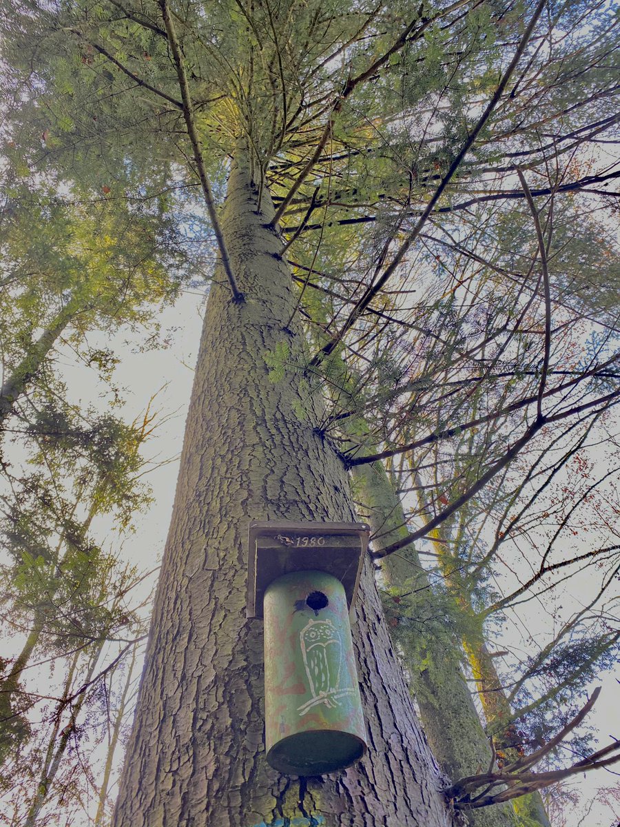 2098Clara's tweet photo. Passeig pel bosc 🤍 https://t.co/HjPeDI31qf
