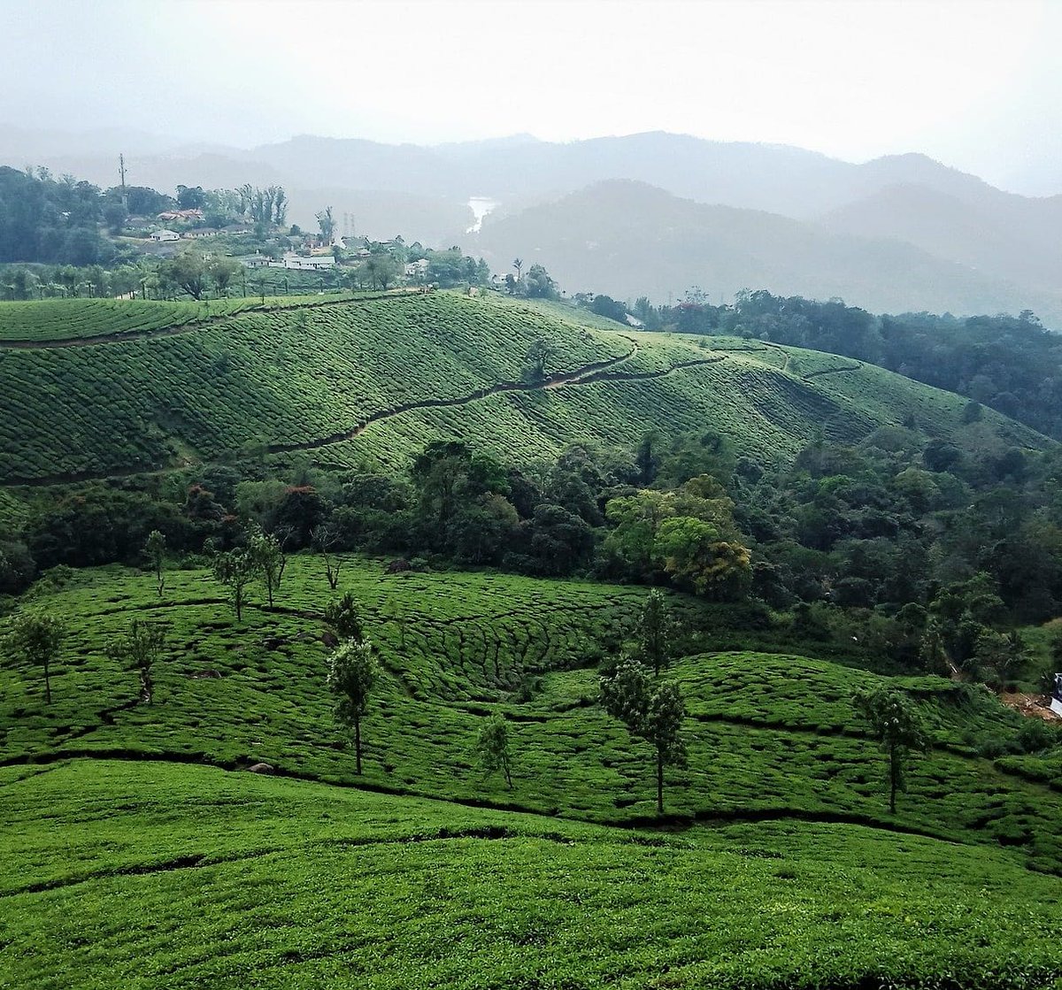misty_resort's tweet photo. To sit in the shade on a fine day and look upon the verdant green hills is the most perfect refreshment. 
#munnar #munnarhills #idukki #tourism #keralatourism https://t.co/Sn1Q8DNloY