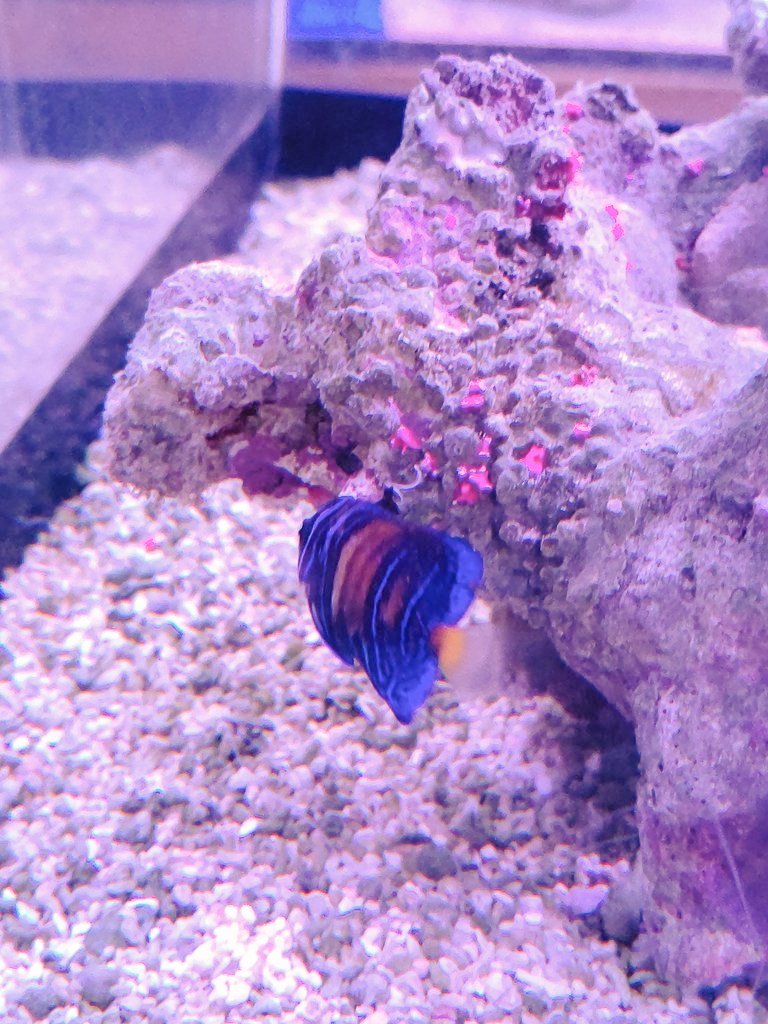 マリンブルー熱帯魚 淡水 海水 Marineblue3 26 Twitter