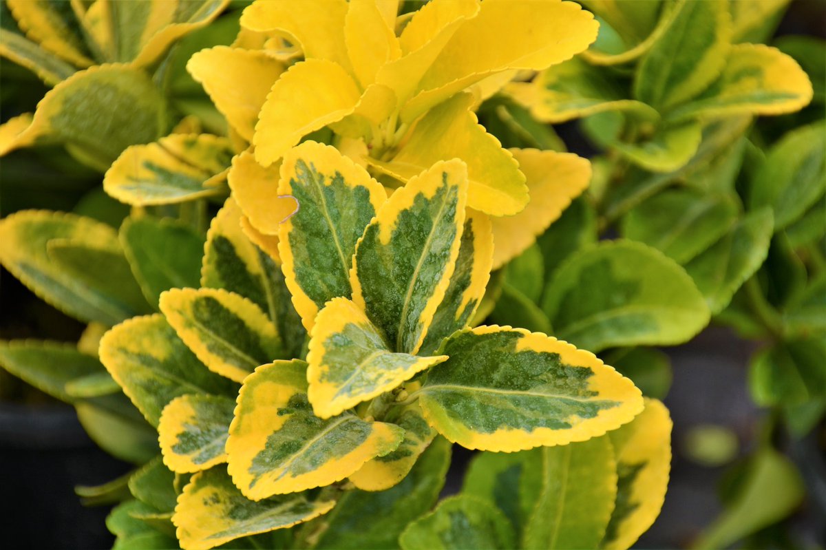 agacvepeyzajas's tweet photo. Altuni Taflan, Euonymus Japonica aurea.
🍃
Sarı ve yeşil tonlarıyla bulunduğu ortama canlılık katar.
Her dem yeşil bir bitkidir.
2 metreye kadar boylanabilir.
Budanarak form verilebilir.
Peyzaj uygulamalarında, park ve bahçe süslemelerinde yaygınlıkla kullanılır.
#altunitaflan https://t.co/9GOJvMlWMb