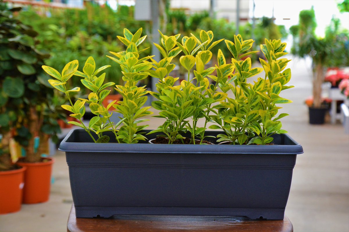 agacvepeyzajas's tweet photo. Altuni Taflan, Euonymus Japonica aurea.
🍃
Sarı ve yeşil tonlarıyla bulunduğu ortama canlılık katar.
Her dem yeşil bir bitkidir.
2 metreye kadar boylanabilir.
Budanarak form verilebilir.
Peyzaj uygulamalarında, park ve bahçe süslemelerinde yaygınlıkla kullanılır.
#altunitaflan https://t.co/9GOJvMlWMb