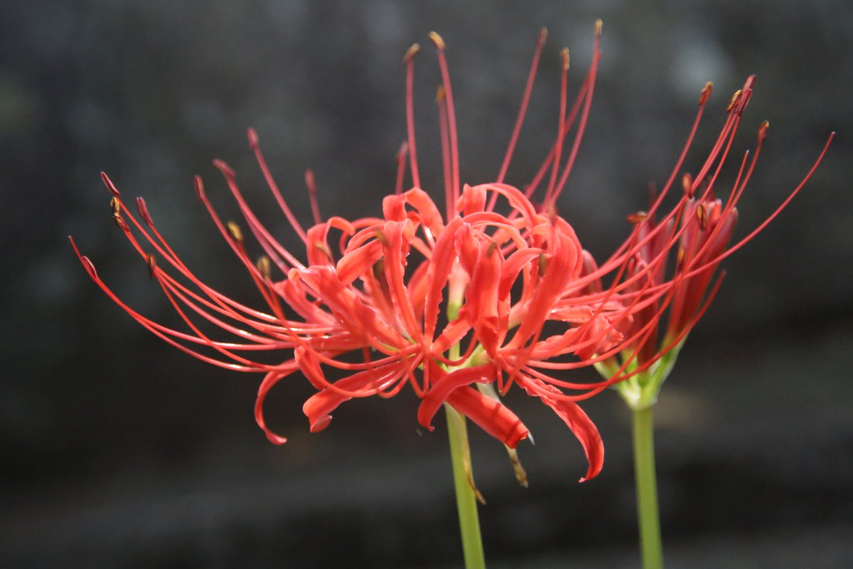K_Dweebs's tweet photo. Is it just me or does this formation from the beginning of Cry For Me resembles a spider lily? https://t.co/drlOud6mvs