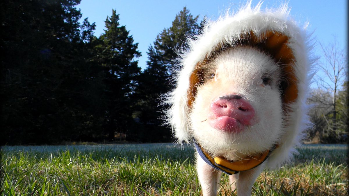Pig tweet media