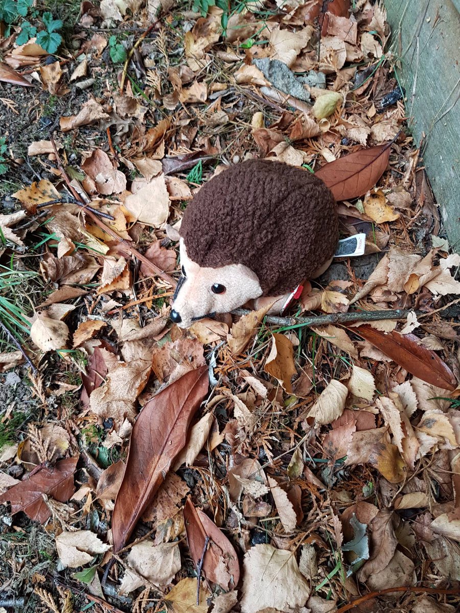 19th December and school has broken up why not take a walk and see who you can find. Our little Tick Tock Hedgehog is out and about.b